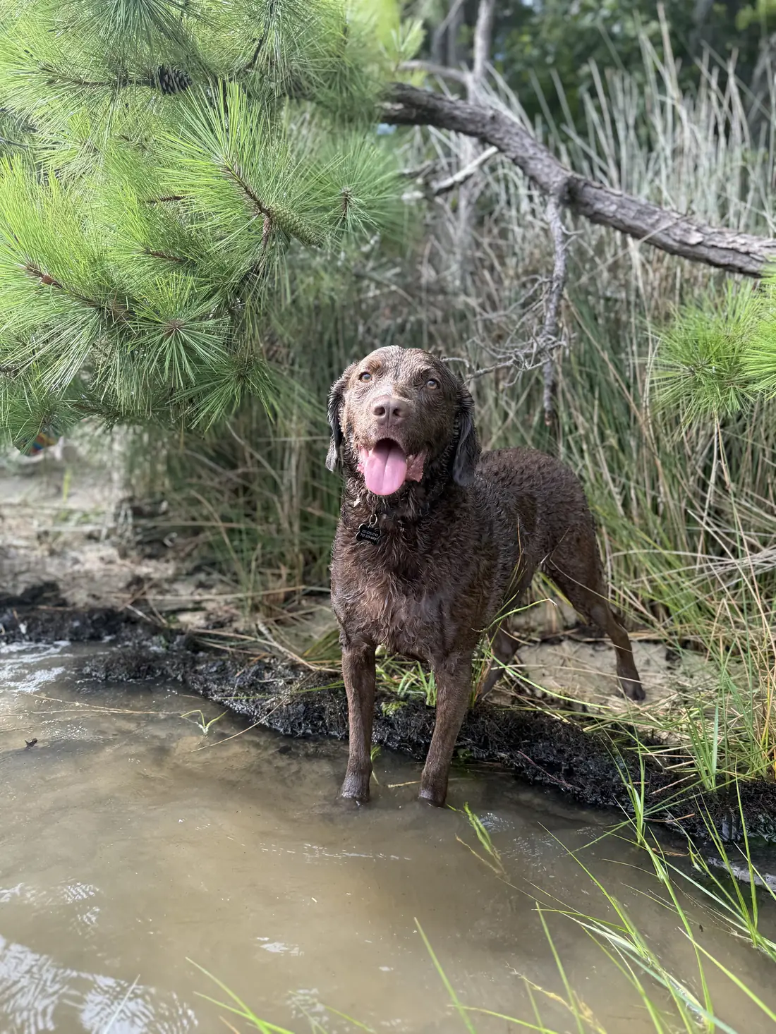 The lab in the creek